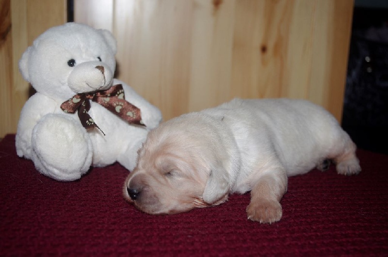 chiot Golden Retriever Des Terres D'Orion