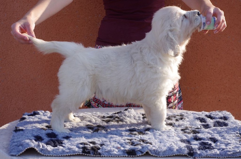 Des Terres D'Orion - Chiots disponibles - Golden Retriever